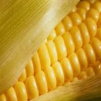 Foto por Elisângela